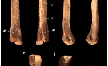 Fosilele „uitate” într-un muzeu dezvăluie cum arătau puii de T. rex