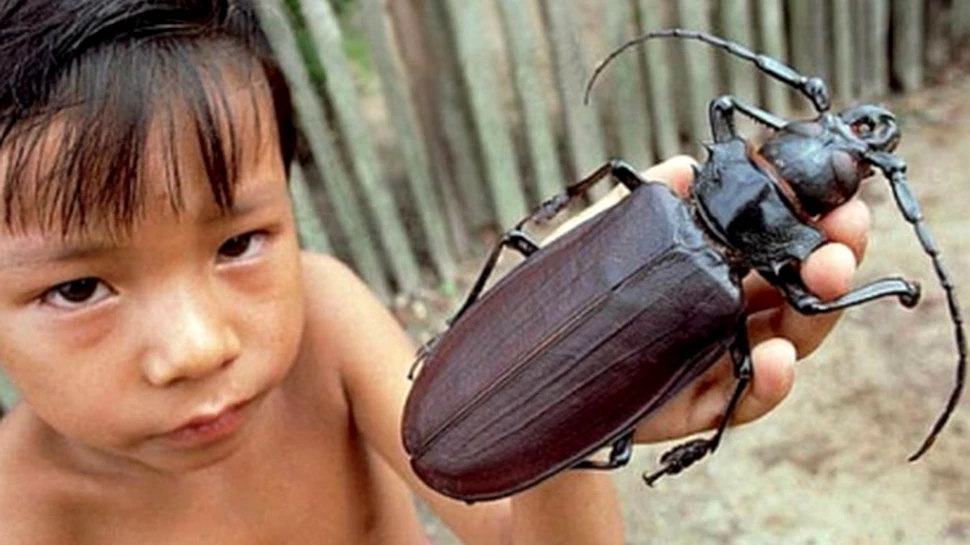 Titanul: cel mai mare gândac din lume (FOTO)