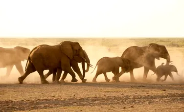 Sute de elefanți din Kenya au murit din cauza secetei