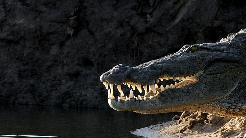 Este oficial: crocodilii au cea mai puternică muşcătură