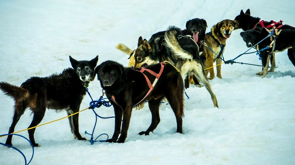 Un câine dispărut în timpul unei curse cu sănii din Alaska a fost găsit după trei luni