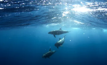 Acesta este sunetul pe care un delfin ar putea să îl audă înainte de a fi mâncat