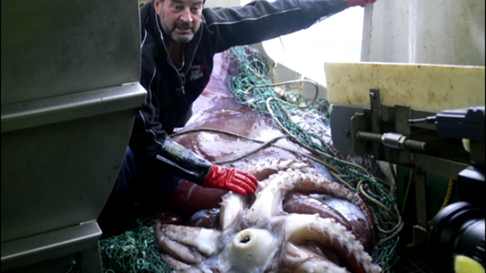Calamar gigant filmat in premiera