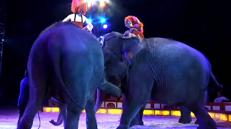 Imagini cu momentul în care un elefant a căzut peste public la un circ din Germania