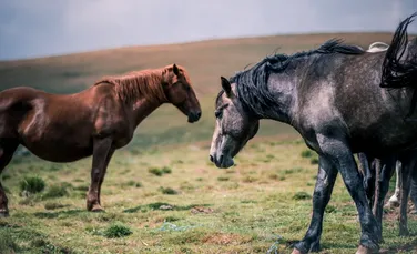 Cercetătorii au descoperit modul surprinzător prin care caii îşi exprimă bucuria