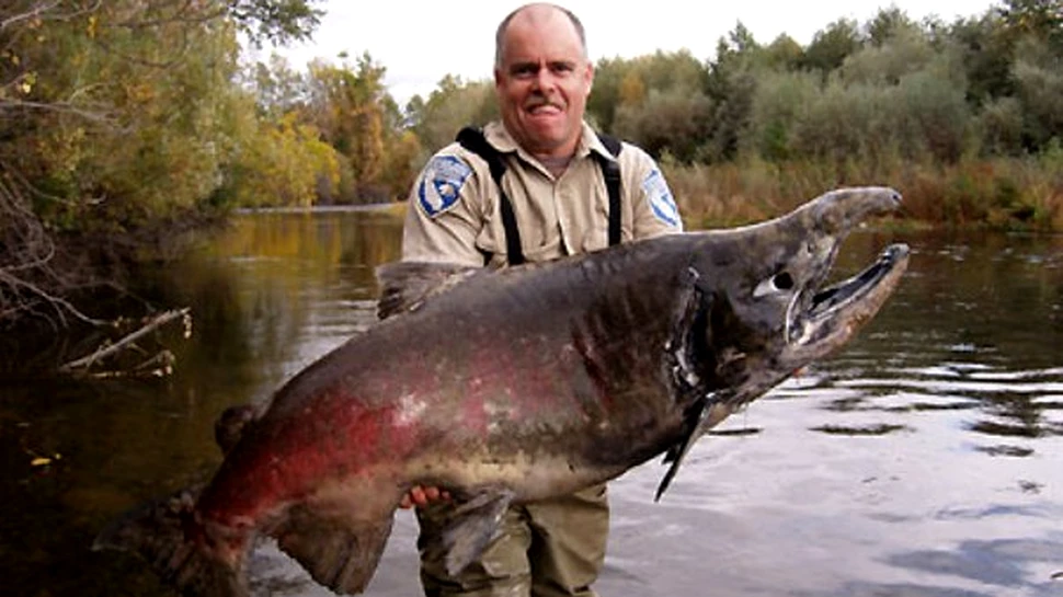 Somon gigantic capturat in raul California