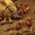 Cercetătorii au aflat cum le-a ajutat pe reginele termite pierderea de gene