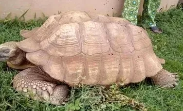 Cea mai bătrână broască ţestoasă din Africa a murit. Eclozase la doi ani după naşterea lui Dimitrie Cantemir