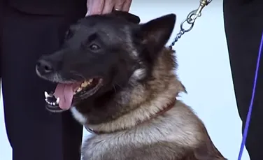 Auzul câinilor militari americani, protejat printr-un sistem inovator
