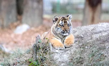 Puiul de tigru născut prematur la Grădina Zoologică din Piteşti