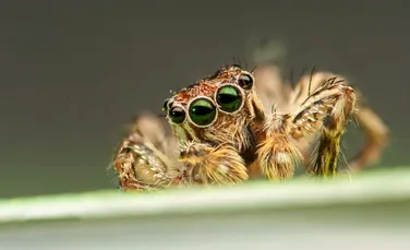 Descoperire INCREDIBILĂ. Păianjenii pot auzi sunete de la o distanţă de cinci metri