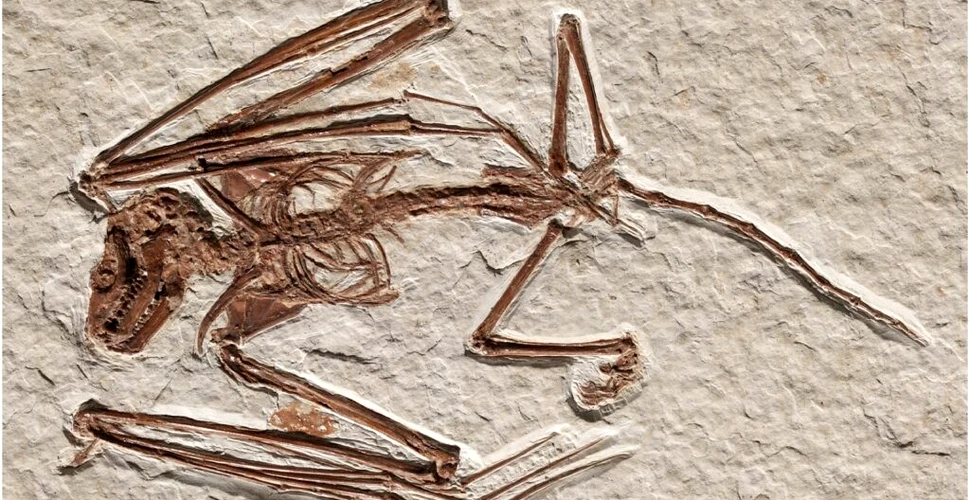 Cele mai vechi schelete de liliac găsite vreodată aparțin unei specii nemaivăzute