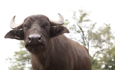 Cum s-au schimbat animalele după 8.000 de ani de activități umane?