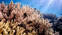 Cercetătorii japonezi au descifrat un mecanism unic al coralilor