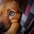 De ce nu îi poți rezista câinelui tău? Un studiu dezvăluie știința din spatele „ochilor de cățeluș”