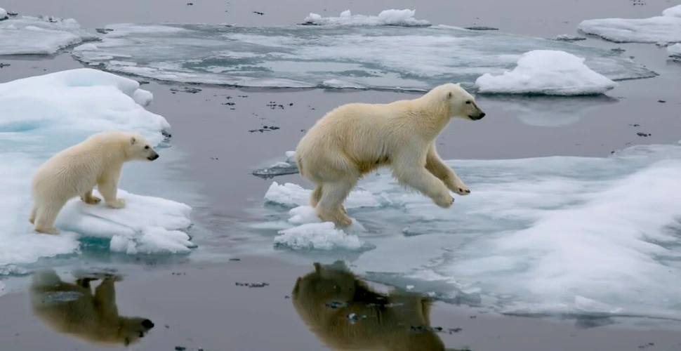 Arctica ar putea rămâne fără gheață în timpul verii în următorii zece ani