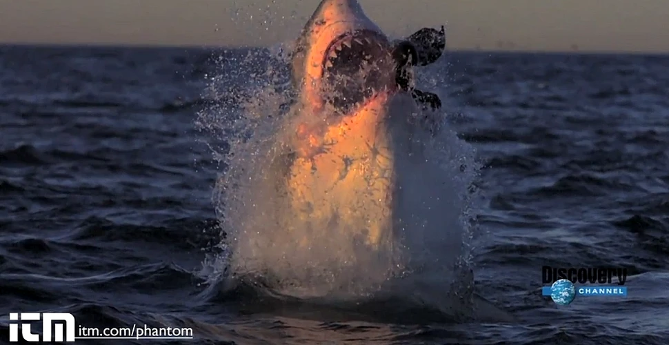 Captură fără precedent: atacul unui rechin alb, aşa cum nu l-aţi mai văzut niciodată (VIDEO)