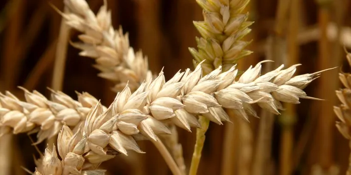 „Sfântul Graal” al grâului ar putea hrăni întreaga planetă supraîncălzită