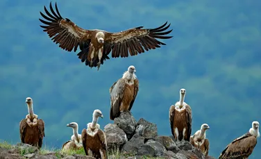 Fosile antice dezvăluie singurul vultur din Lumea Veche descoperit în Australia
