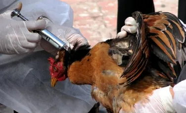 Un nou vaccin contra gripei aviare