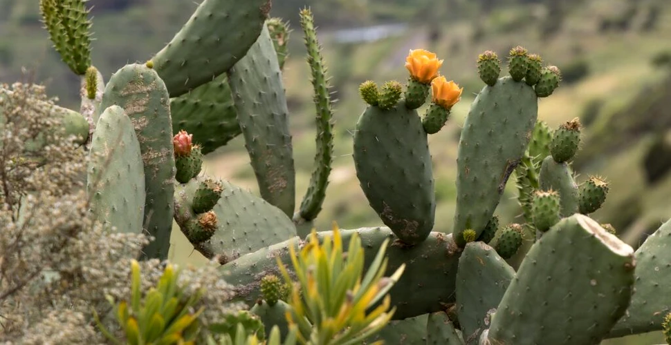 O specie de cactus a invadat o regiune neașteptată din lume