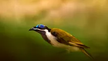 Secretul păsărilor care prosperă în zonele urbane