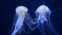 Cercetătorii încearcă să afle secretele meduzei nemuritoare