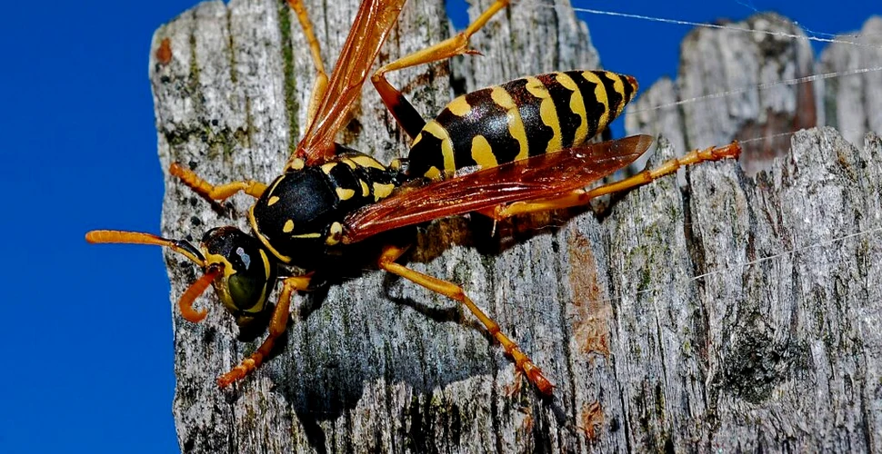 Cercetătorii au descoperit 16 noi specii de viespi care se ascundeau chiar sub ochii noștri