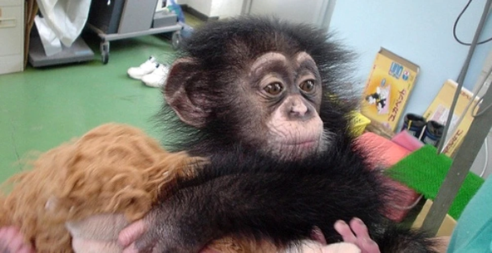 Puii de cimpanzeu sunt mai blanzi decat copiii