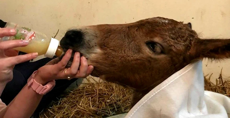 GALERIE FOTO. Caii şi poneii bolnavi pot fi acum trataţi în singurul ”spital de cai” din Transilvania