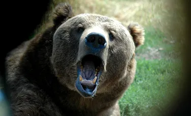 Serul de urs, cheia pentru îmbunătățirea calității vieții oamenilor. Ce au descoperit cercetătorii japonezi?