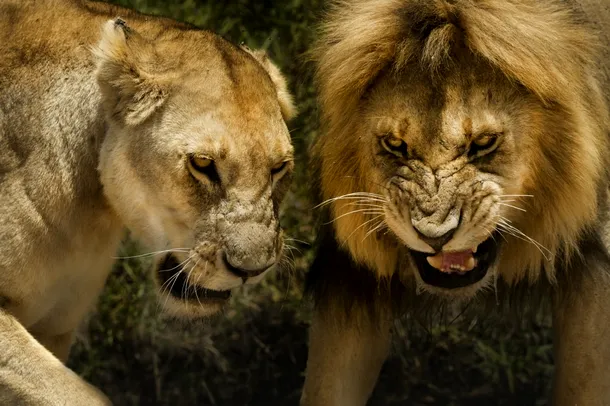 Leu şi leoaică
