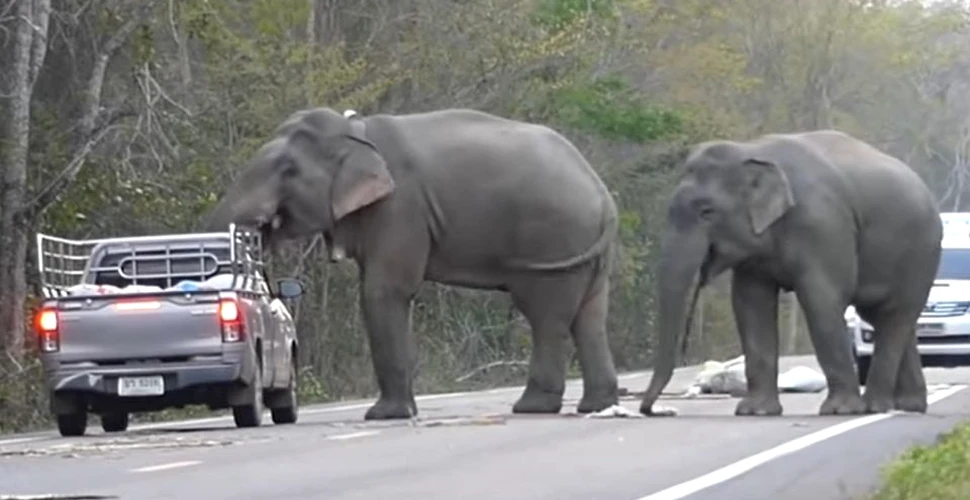 Cum îşi învaţă un elefant din Thailanda puiul să fure mâncare din maşini – VIDEO
