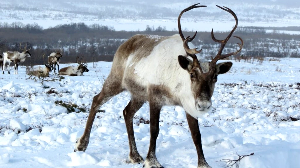 Motivul neașteptat pentru care renii lui Moș Crăciun sunt tot mai numeroși