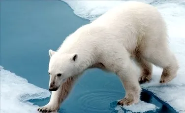 Alegeti! Ursii polari sau masinile?