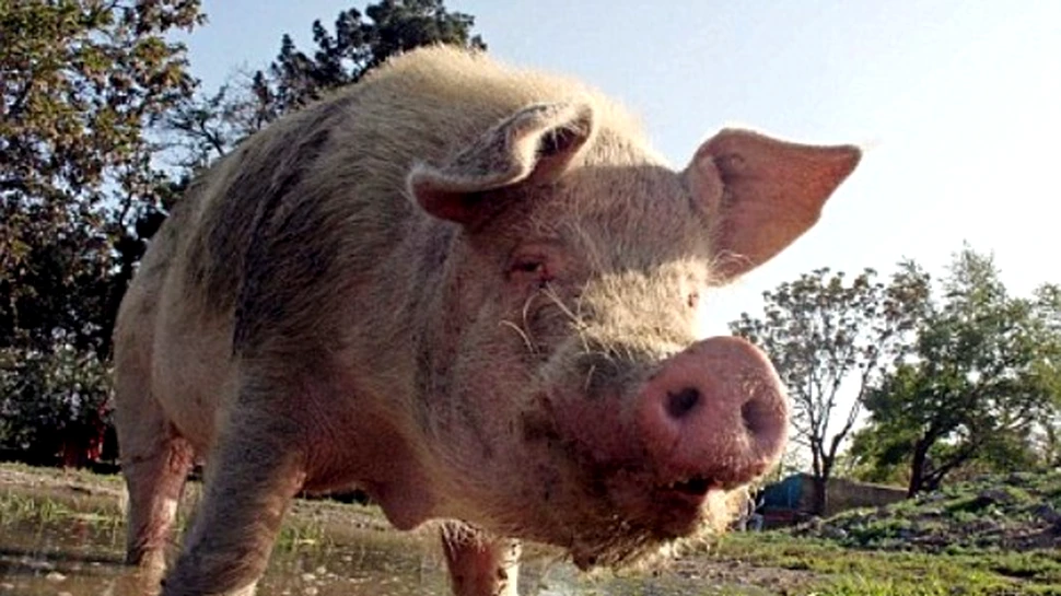 Singurul porc din Afganistan a intrat in carantina