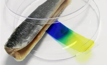 A fost inventată o peliculă ce îşi schimbă culoarea când detectează mâncare stricată