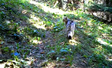 O specie extrem de rară de pisică sălbatică a fost observată în Caraş Severin – VIDEO