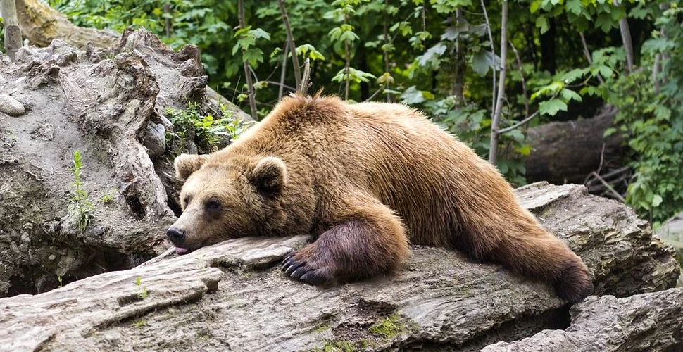 Complex pentru urşii ”problemă”, unde puii să fie hrăniţi din drone