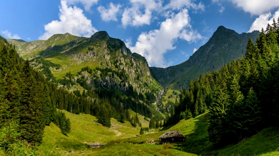 Munții Făgăraș, repopulați cu 12 zimbri