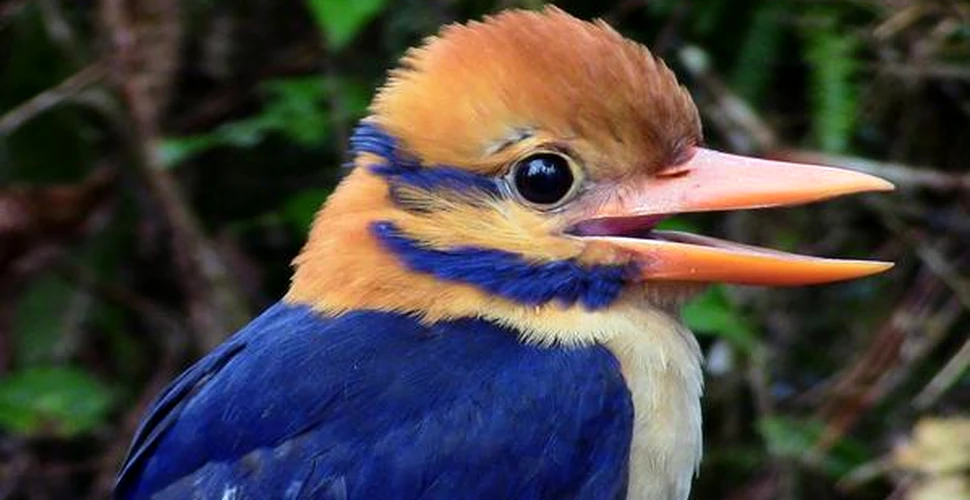 Timp de un secol, cercetătorii au căutat Sfântul Graal al păsărilor. După ce l-a găsit, un om de ştiinţă l-a fotografiat şi apoi l-a ucis. Motivul este SCANDALOS – FOTO