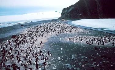 Pinguinii ghidează roboţii subacvatici autonomi
