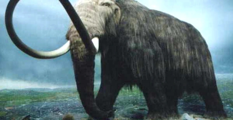 Gravura veche de 12.000 de ani reprezentand un mamut, descoperita in Florida