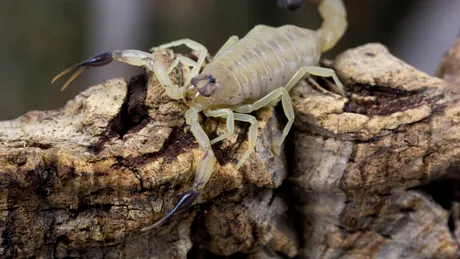 Scorpionii invadează orașele din Brazilia. Pericol alimentat de urbanizare și schimbări climatice