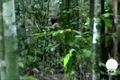 „Omul Gropilor”, ultimul membru al unui trib izolat din Amazon, a murit