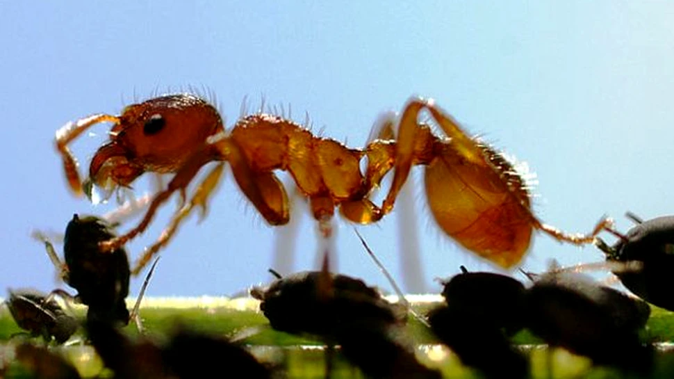 O noua generatie de programe anti-virus, inspirate din viata furnicilor