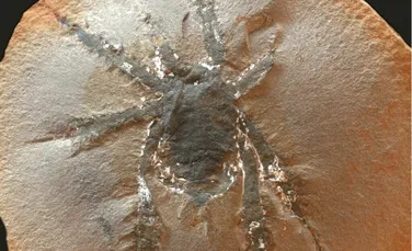 O arahnidă care trăia în urmă cu 300 de milioane ani avea picioare cu spini