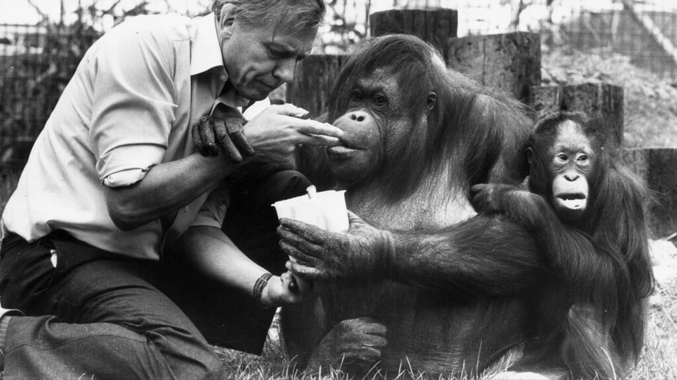 David Attenborough, părintele documentarelor despre viața sălbatică