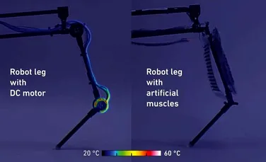 Oamenii de știință au creat un picior robotic care funcționează cu mușchi artificiali