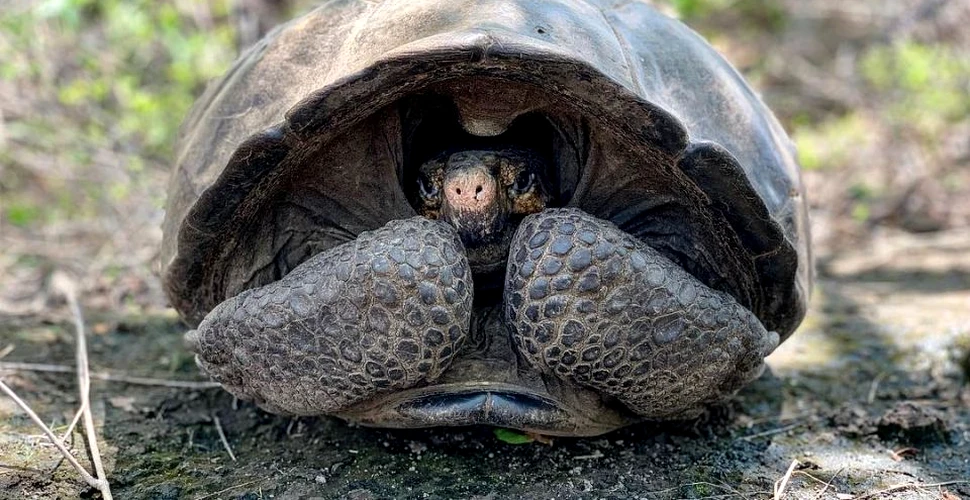 O ţestoasă considerată dispărută de peste 100 de ani a fost redescoperită în Galapagos